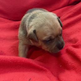 Rosie - Red female Staffordshire Bull Terrier puppy in Port Saint Lucie, Florida from Southern Staffies