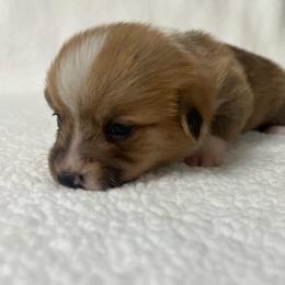 Remi - Red female Pembroke Welsh Corgi puppy in Ocala, Florida from Osborne Corgis