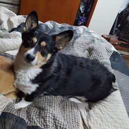 Soba - Pembroke Welsh Corgi
