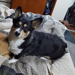 Soba - Pembroke Welsh Corgi