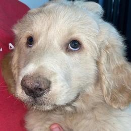 Turbo - Cream male Pyredoodle puppy in Prescott, Washington from Washington Pyredoodles