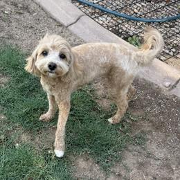Ellie - Goldendoodle