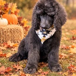 Charlie Pride - Black male Poodle puppy in Lookout, California from Rossiter Poodles