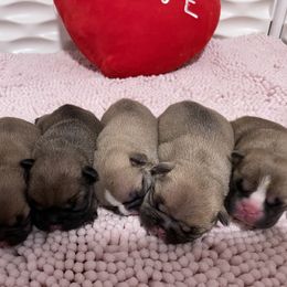 French Bulldog Puppies from Blessed and Boujee Frenchies