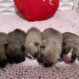 French Bulldog Puppies from Blessed and Boujee Frenchies