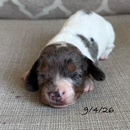 Girl 2 - Dapple female Dachshund puppy in Joshua Tree, California from Desert Dreams Ranch