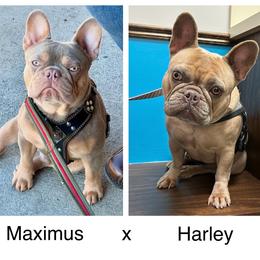 French Bulldog puppies from Nala’s Nest