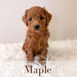 Maple - Red  female Goldendoodle puppy in Melba, Idaho from KZ Doodles