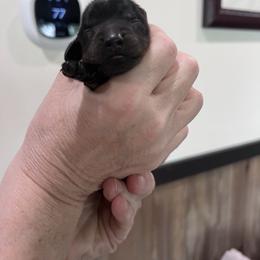 Boy 3 - Black and tan male Dachshund puppy in Gouverneur, New York from Dack Dachshunds