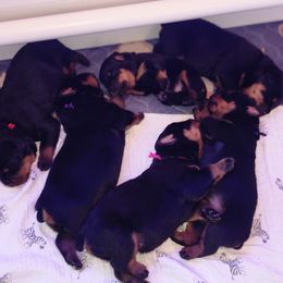 Rottweiler Puppies from Pearce Rottweilers