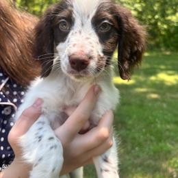 Boy 4 - Liver and white male Brittany puppy in Rhoadesville, Virginia from HOMESCHOOLED BRITTANYS LLC