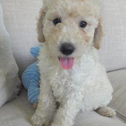 Goldendoodle Puppies from Medium Labradoodles 🐾