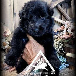 Annie - Black seal female German Shepherd puppy in Sequim, Washington from German Shepherd Haus