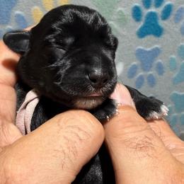 Casey - Black female Miniature Schnauzer puppy in Frankford, Delaware from Miniature Schnauzers of Delmarva