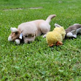 Golden Retriever Puppies from JK Goldens