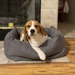 Camila - Beagle