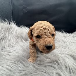 Orange collar - Red  male Poodle puppy in Fredericktown, Missouri from Ellie & Co. Doodles