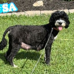 Esther - Bernedoodle