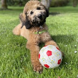 Companion Cross Puppies from Habibi Bears