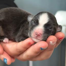 Mouse - Black tri female Toy Australian Shepherd puppy in North Lakeport, California from Wild Rose Ranch