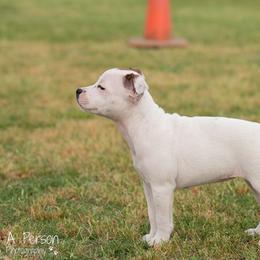 Staffordshire Bull Terrier Puppies from Vivace Staffords
