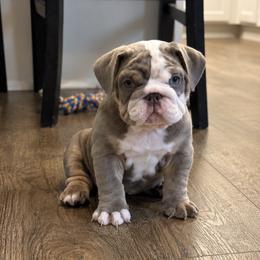 Bulldog puppies from ABC Bulldogs