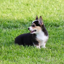 Pembroke Welsh Corgis from Keifer’s Corgis