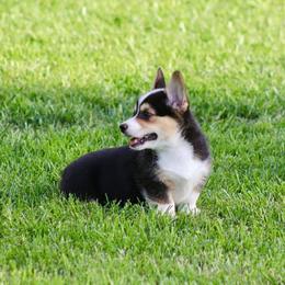 Pembroke Welsh Corgis from Keifer’s Corgis