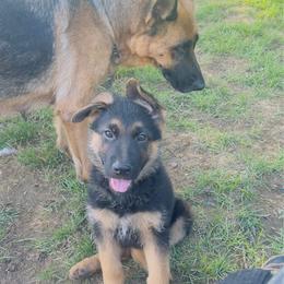 Red - Black and tan male German Shepherd puppy in Marion, Ohio from Legacy K9’s