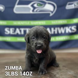 Zumba - Charcoal female Dilute Retriever puppy in Puyallup, Washington from 12 Door Farm Labradors