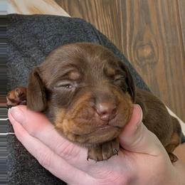 Teddy - Chocolate and tan male Dachshund puppy in Marshall, Texas from Wilson's Kennels