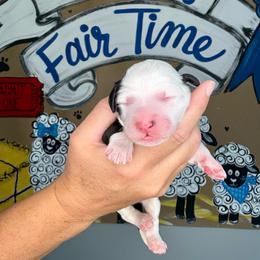 Wooly Bully - Black and white male Sheepadoodle puppy in Adams, Nebraska from Boxcar Doodles and Poodles