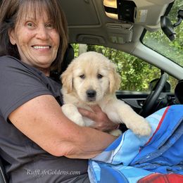 Golden Retriever Puppies from Ruff Life Goldens