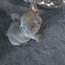Maggie Simpsons - Blue female French Bulldog puppy in Avondale, Arizona from Montes House of  Frenchies