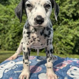 Ruckus - White and black male Dalmatian puppy in Travelers Rest, South Carolina from Cotton Top