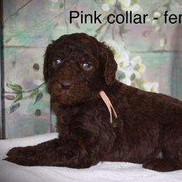 Goldendoodle Puppies from K9 Sidekicks, LLC