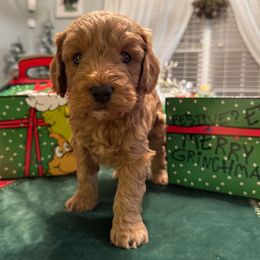 Wren - Red  male Goldendoodle puppy in Greenville, South Carolina from Law Doodles of SC