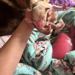 Heihei - Dilute red male Australian Shepherd puppy in Chaplin, Connecticut from Mystic Moon