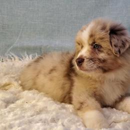 Australian Shepherd Puppies from Winsome Aussies