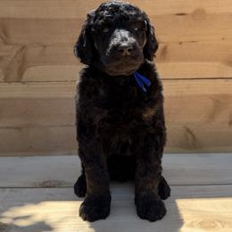 Portobello - Phantom male Poodle puppy in Arroyo Grande, California from Ever So Clever Poodles