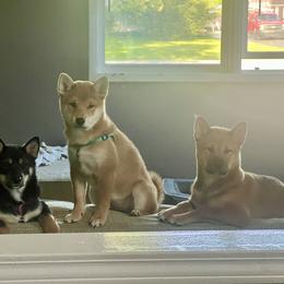 Shiba Inu Puppies from Haste