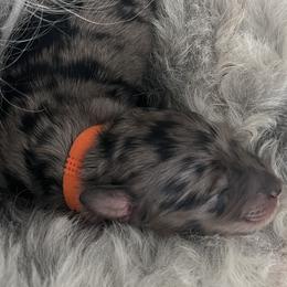 Ante - Merle female Sheepadoodle puppy in Buford, Georgia from Guppy Puppies