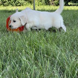 Golden Retriever Puppies from Cream of the Crop Goldens Michigan