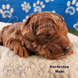 Pavlovian - Red  male Goldendoodle puppy in Peyton, Colorado from Grace N Faith Doodles