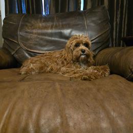 Honeypie - Cavapoo