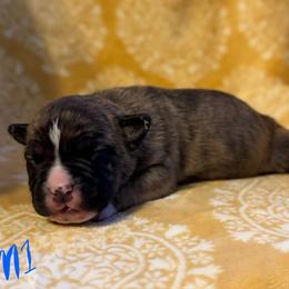 Boy 1 - male American Pit Bull Terrier puppy in Nine Mile Falls, Washington from Bartin Kennels