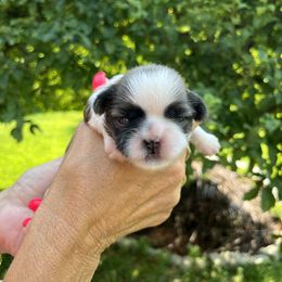 Girl 1 - Brindle and white female Shih Tzu puppy in Danbury, Connecticut from Dempsey’s Darlings
