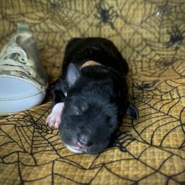 Rocky - Black and silver male Miniature Schnauzer puppy in Placerville, California from Rpuppies