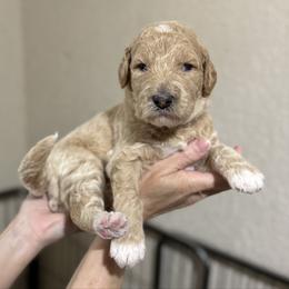 Sugar Plum (Purple Collar) - Cream female Goldendoodle puppy in Bay City, Texas from Charming Doods