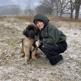 Leonberger Puppies from Lionsview Chalet